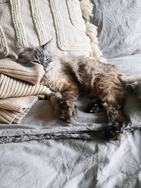 High angle view of dog sleeping on bed