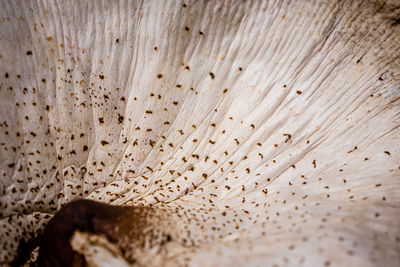 Full frame shot of coffee