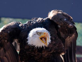 Close-up of eagle outdoors