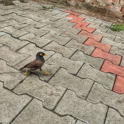 High angle view of bird perching on footpath