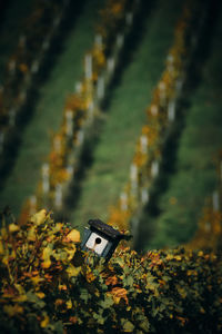 High angle view of yellow flowers on field