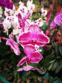 Close-up of flowers blooming outdoors