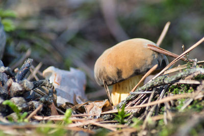 Close-up of mushrooms on field