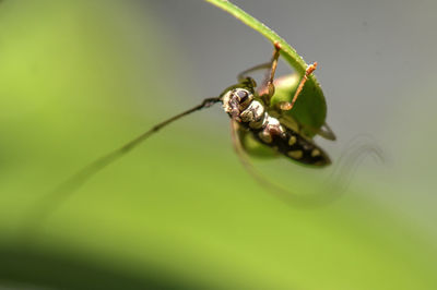 Close-up of insect on leaf