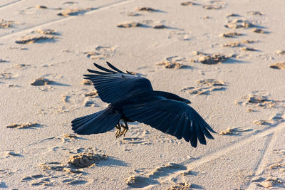 High angle view of bird on sand