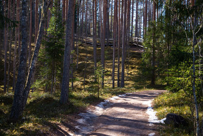 Footpath amidst trees in forest