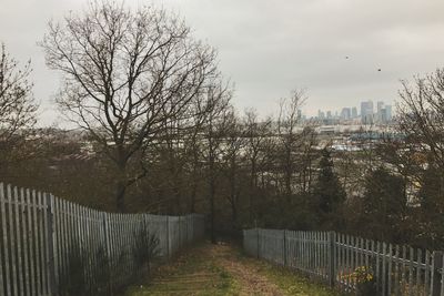 Trees in city against sky