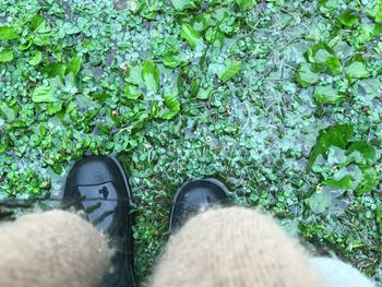 Low section of person standing by plants