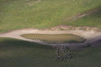 Aerial view of sheep by pond on field