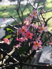 Close-up of pink flowers blooming outdoors