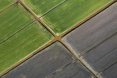 Full frame shot of agricultural field