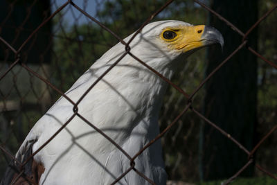 Close-up of bird in cage