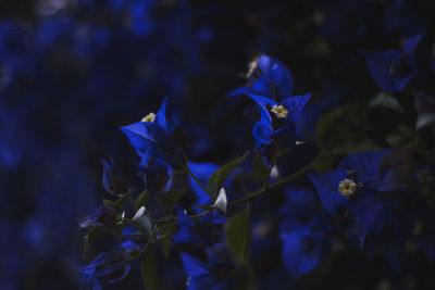 Close-up of purple flowering plant