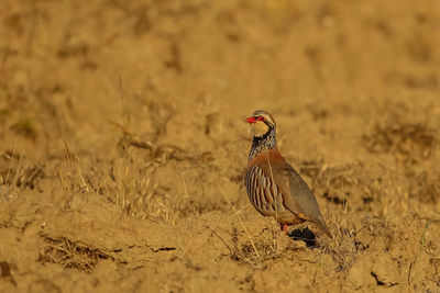 Close-up of a bird perching on a field