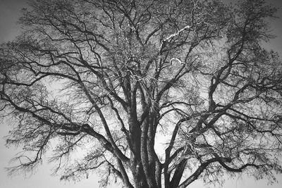 Low angle view of tree against sky