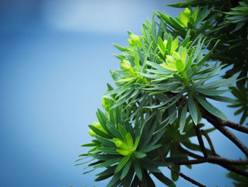 Close-up of flowering plant against sky