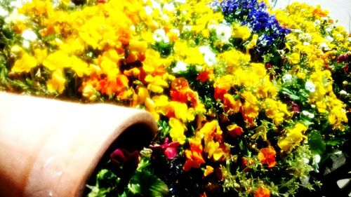 Close-up of yellow flowers