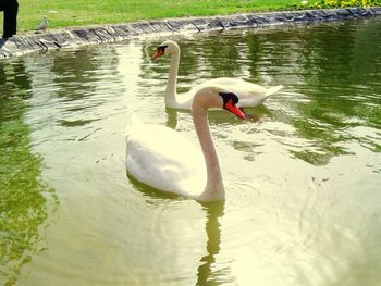 White swan in water