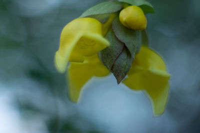 Close-up of yellow flowering plant