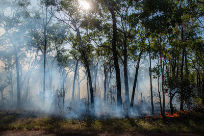 View of burning trees in forest 