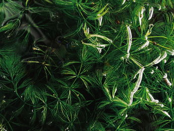 Full frame shot of plants