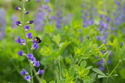 Close-up of bee pollinating on purple flowering plant