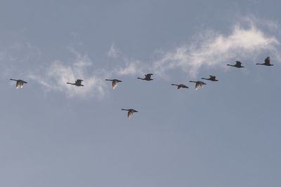 Low angle view of birds flying against clear sky