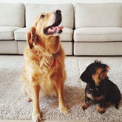 Dog sitting on sofa at home