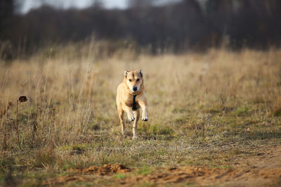 Portrait of dog running on field