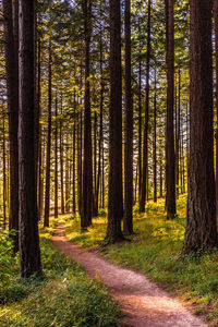 Footpath passing through forest