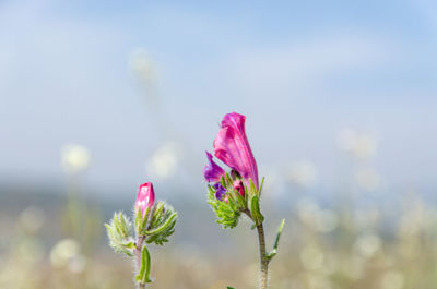 Close-up of pink flowering plant