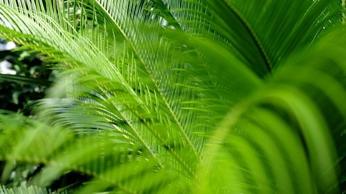 Close-up of palm leaves