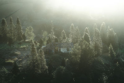 Scenic view of forest against sky