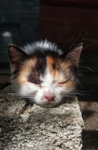 Close-up of cat with eyes closed