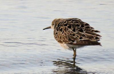 Close-up of bird in lake