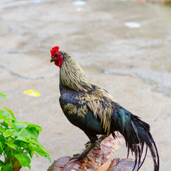 Side view of cock standing on firewood