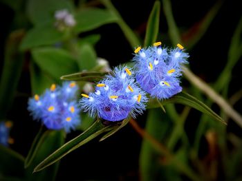 Close-up of purple flowering plant