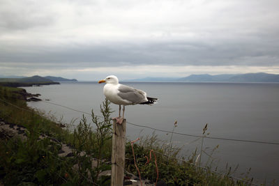 Seagull perching on wooden post in lake against sky