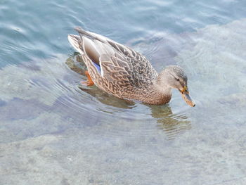 High angle view of duck swimming in lake