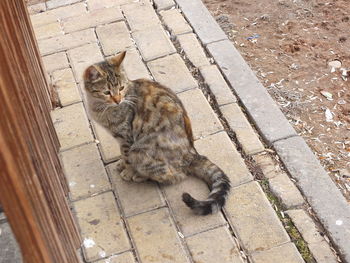 High angle view of cat sitting on street