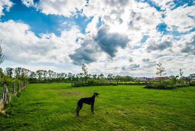 View of a dog on landscape