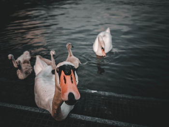 High angle view of swans swimming in lake