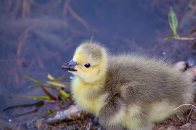 Close-up of a canada goose gosling's 