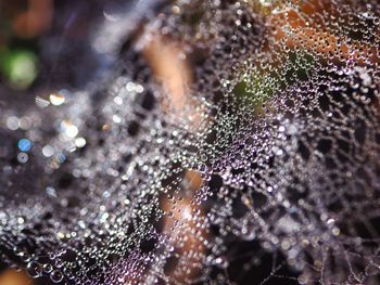 Close-up of spider web