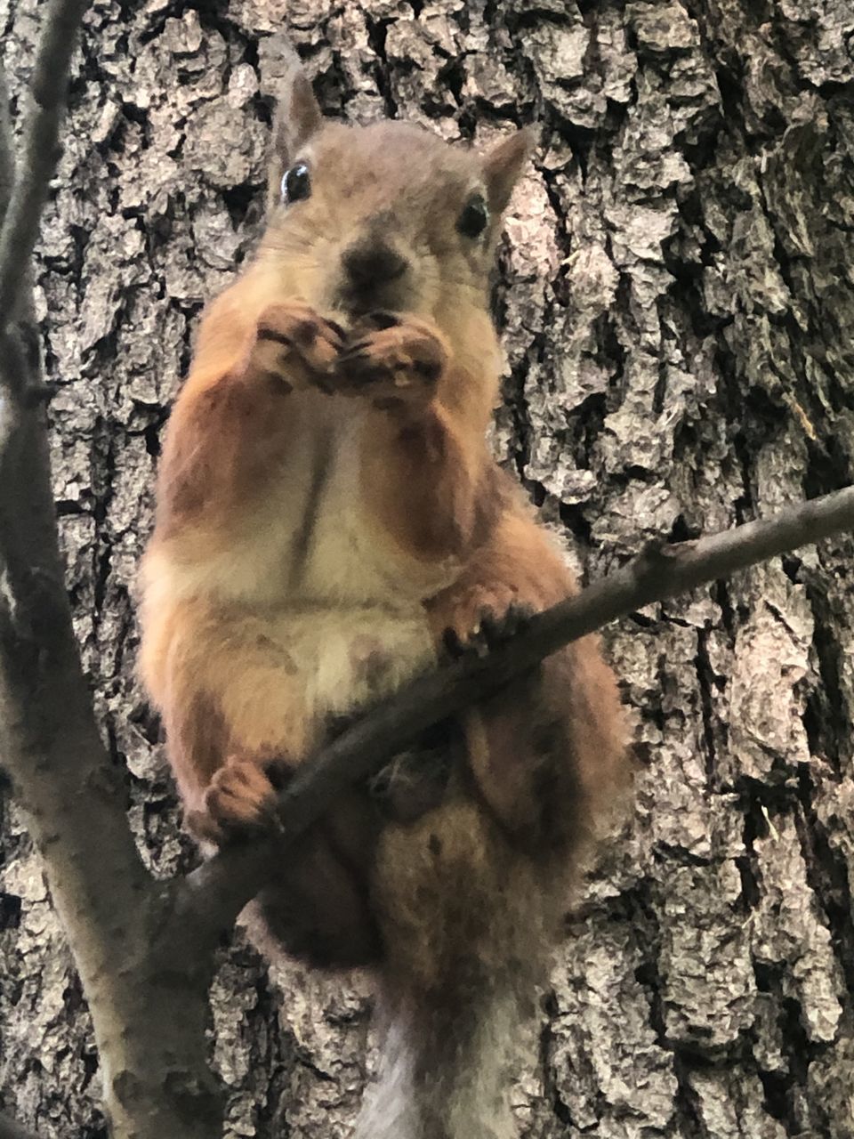 MONKEY SITTING ON TREE