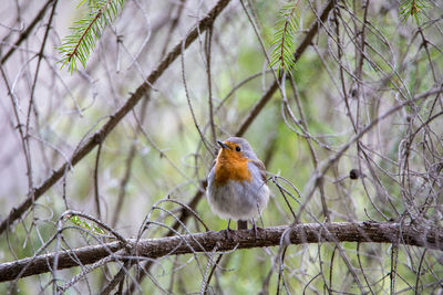 Close-up of bird perching on branch