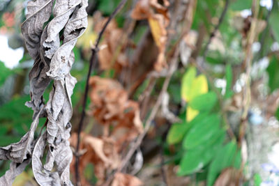 Close-up of dry leaves on tree