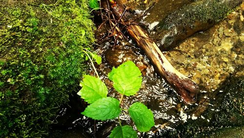 Leaves in pond