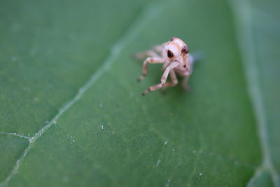 Close-up of spider on leaf