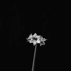 Close-up of white flower against black background